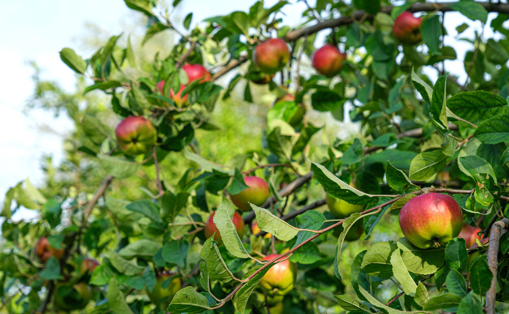 Sustavi za navodnjavanje