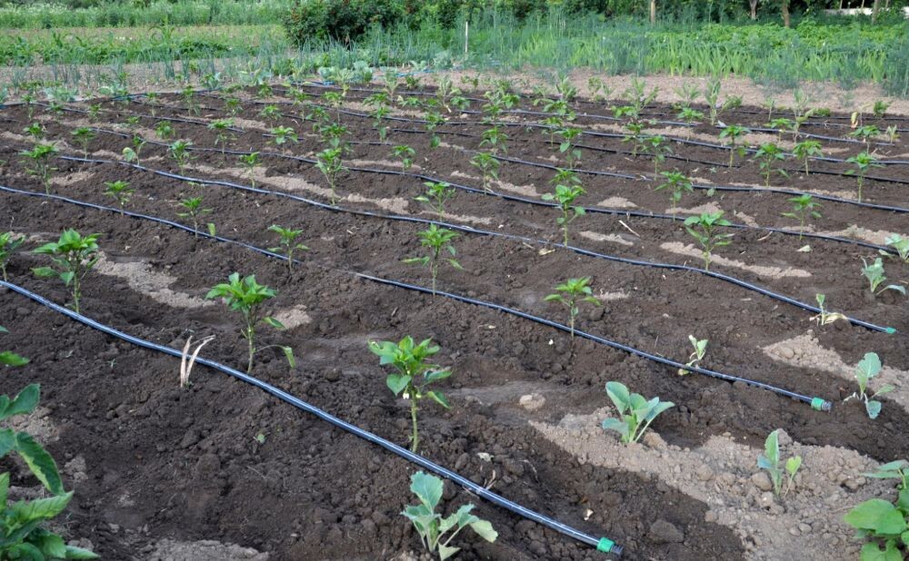 drip-irrigation-system